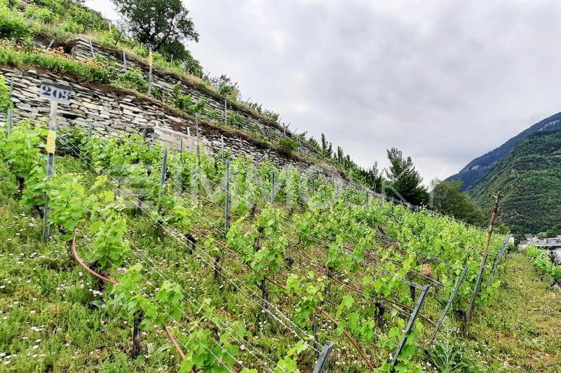 Au milieu des vignes - Terreno a Sierre