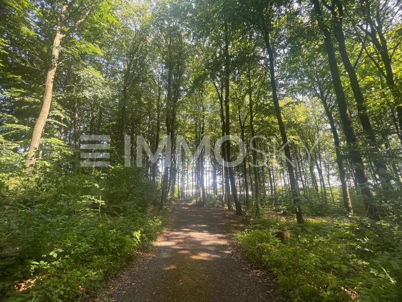 Buchenwald - 