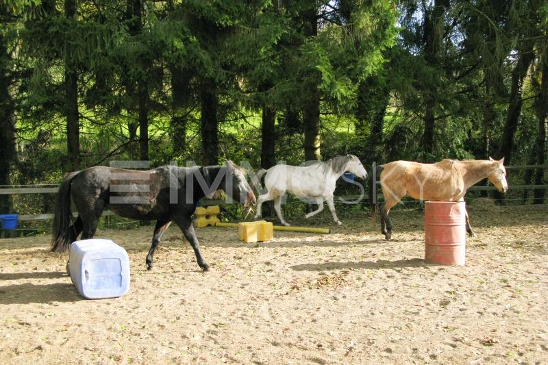 Un quadre ideal pour vivre votre passion ! - 9 pièces Maison individuelle a Curtilles