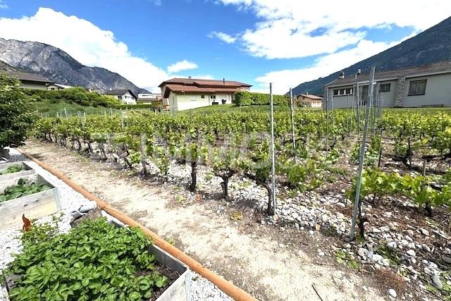 vigne en gamay - 6 pièces Maison a Leytron